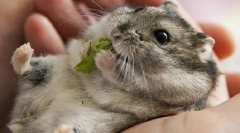 Která tráva může být dána křečkářům